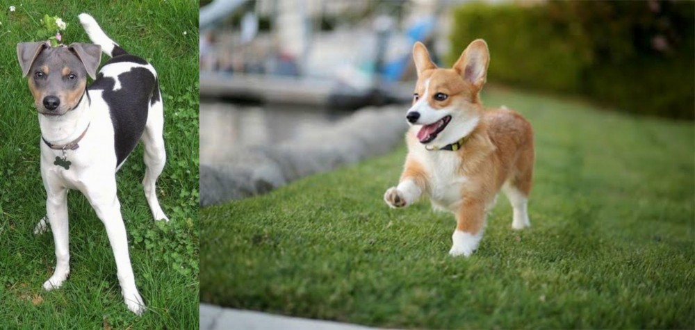 Welsh Corgi vs Brazilian Terrier - Breed Comparison