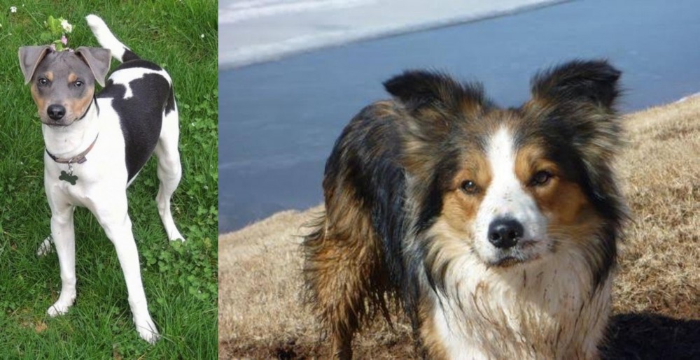Welsh Sheepdog vs Brazilian Terrier - Breed Comparison