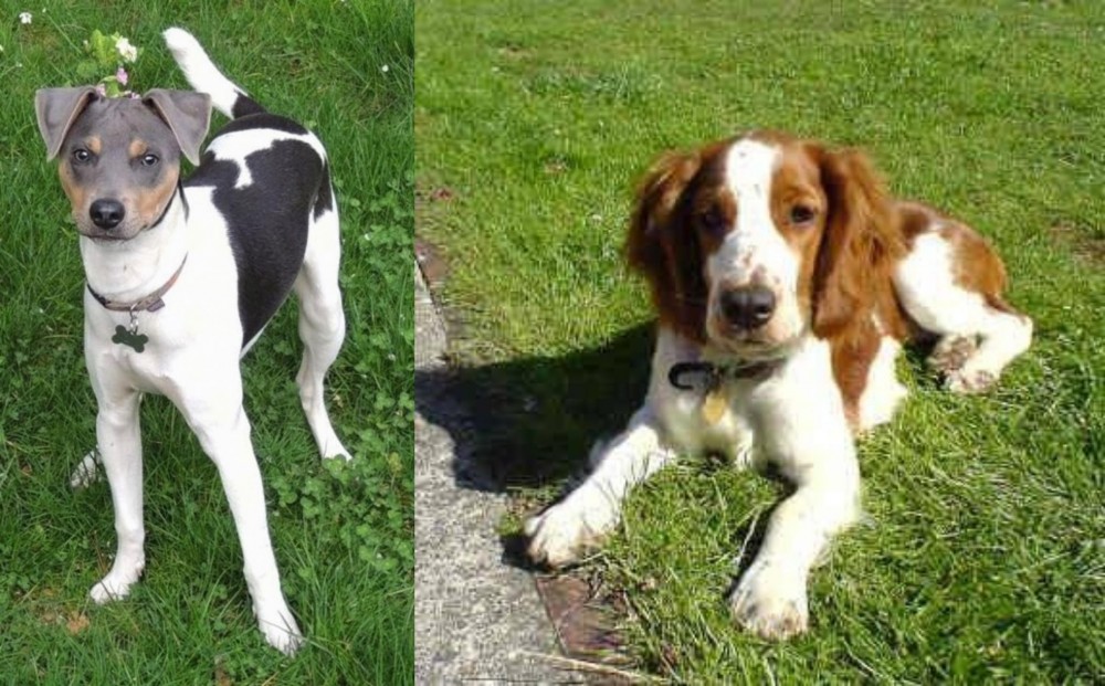 Welsh Springer Spaniel vs Brazilian Terrier - Breed Comparison