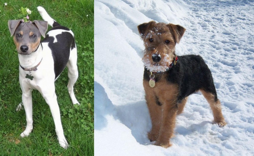 Welsh Terrier vs Brazilian Terrier - Breed Comparison