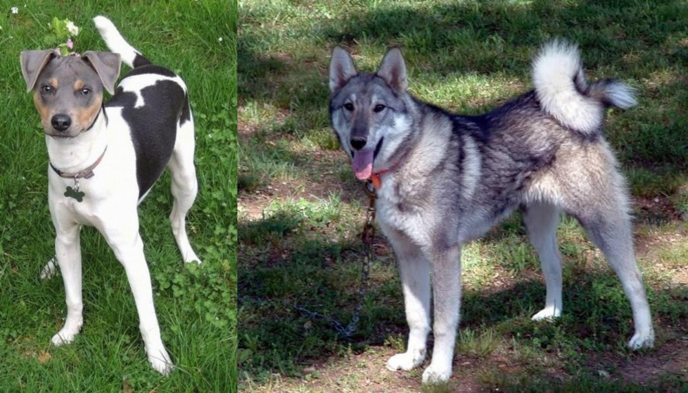 West Siberian Laika vs Brazilian Terrier - Breed Comparison