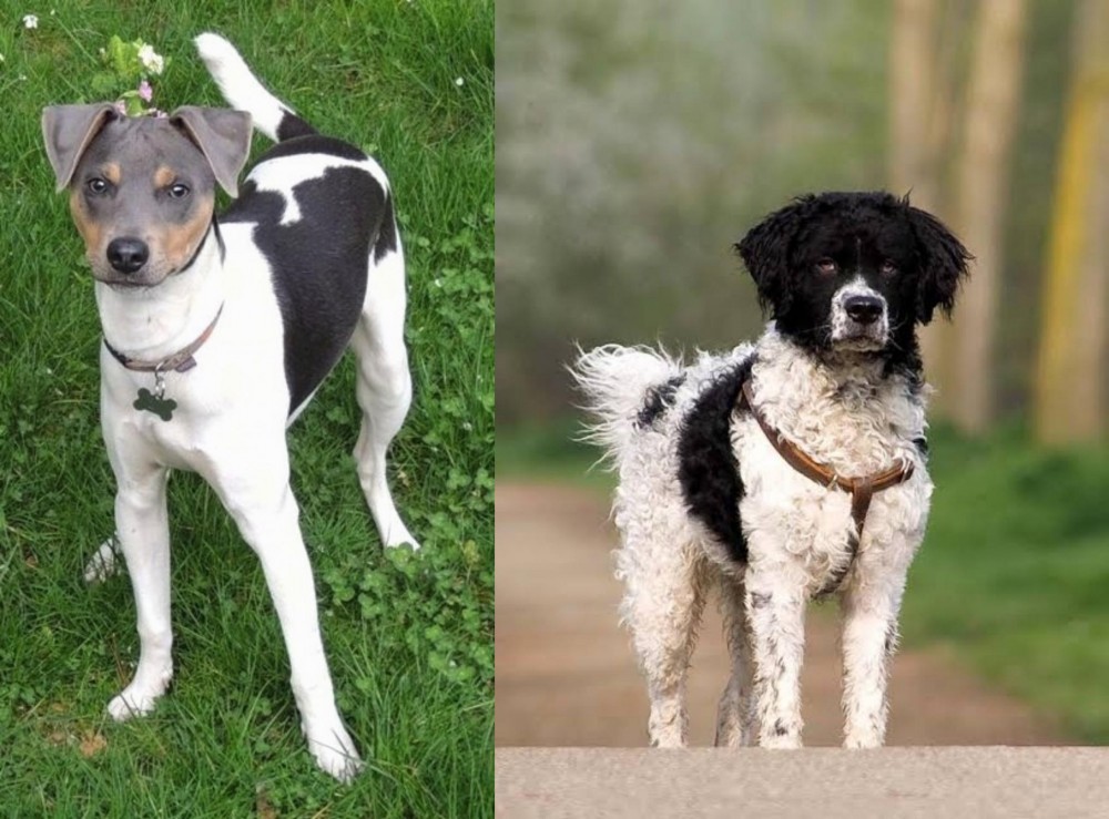 Wetterhoun vs Brazilian Terrier - Breed Comparison