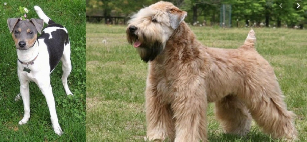 Wheaten Terrier vs Brazilian Terrier - Breed Comparison