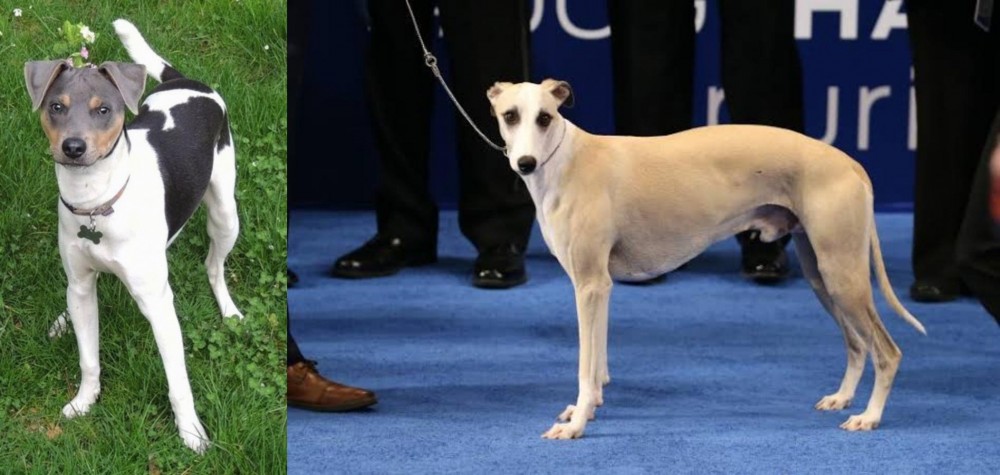Whippet vs Brazilian Terrier - Breed Comparison