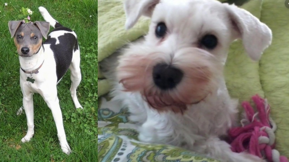 White Schnauzer vs Brazilian Terrier - Breed Comparison