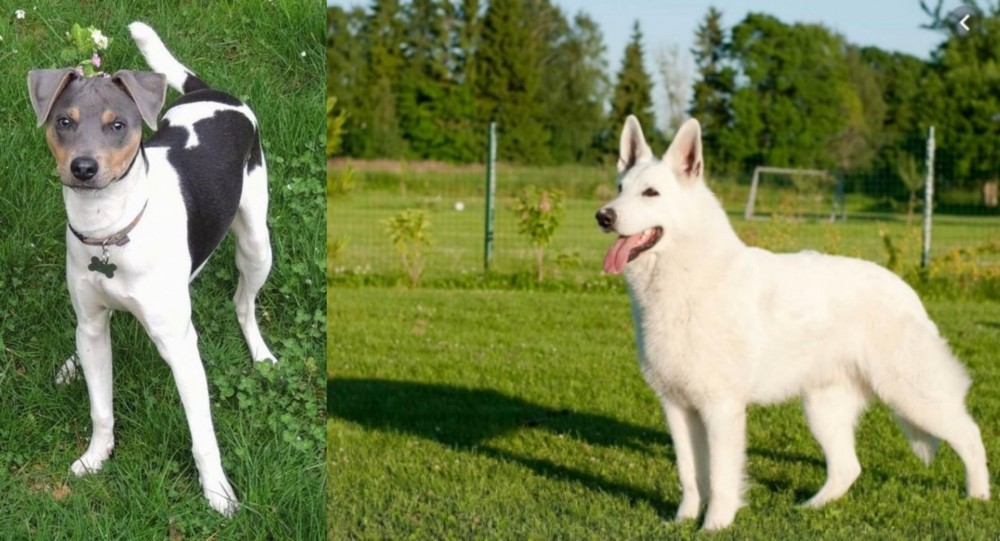 White Shepherd vs Brazilian Terrier - Breed Comparison