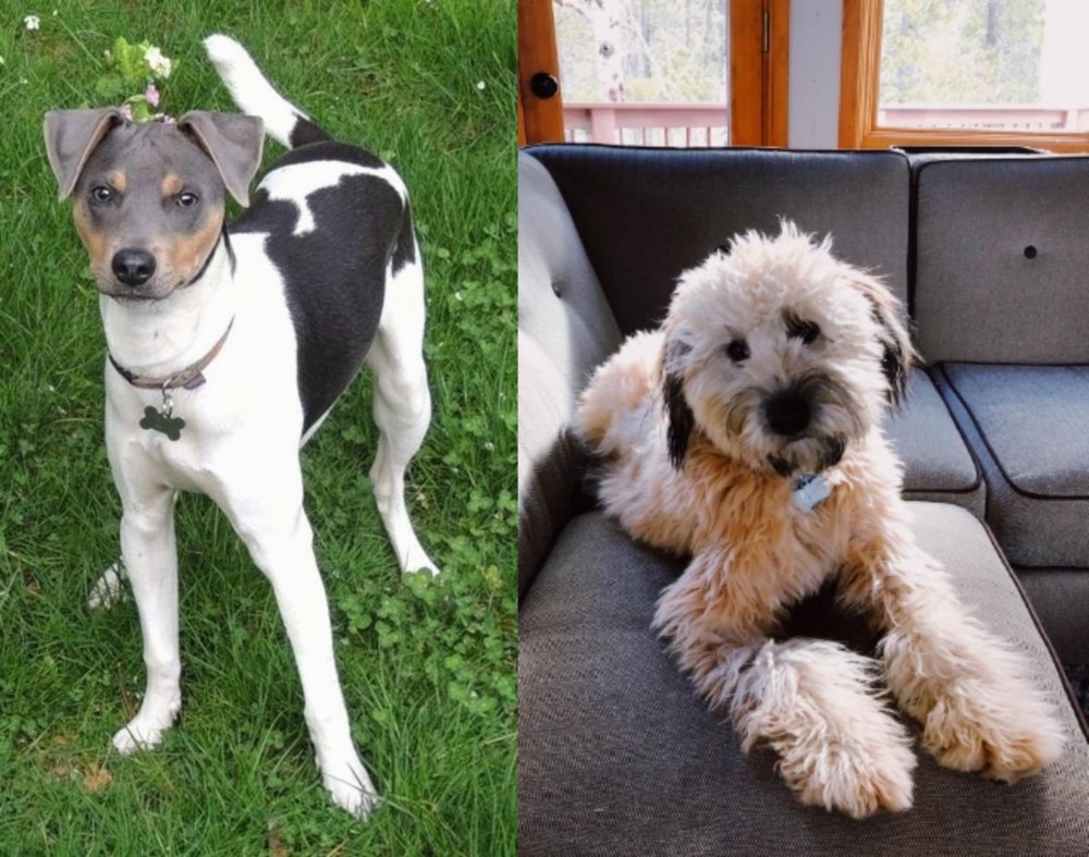 Whoodles vs Brazilian Terrier - Breed Comparison