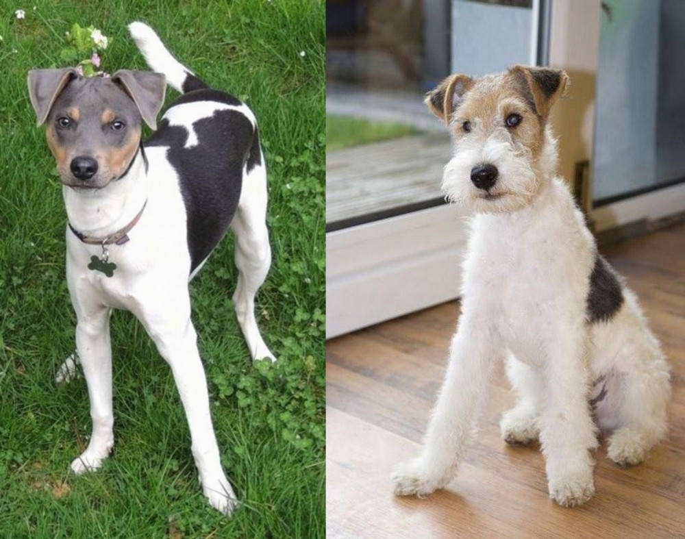 Wire Fox Terrier vs Brazilian Terrier - Breed Comparison