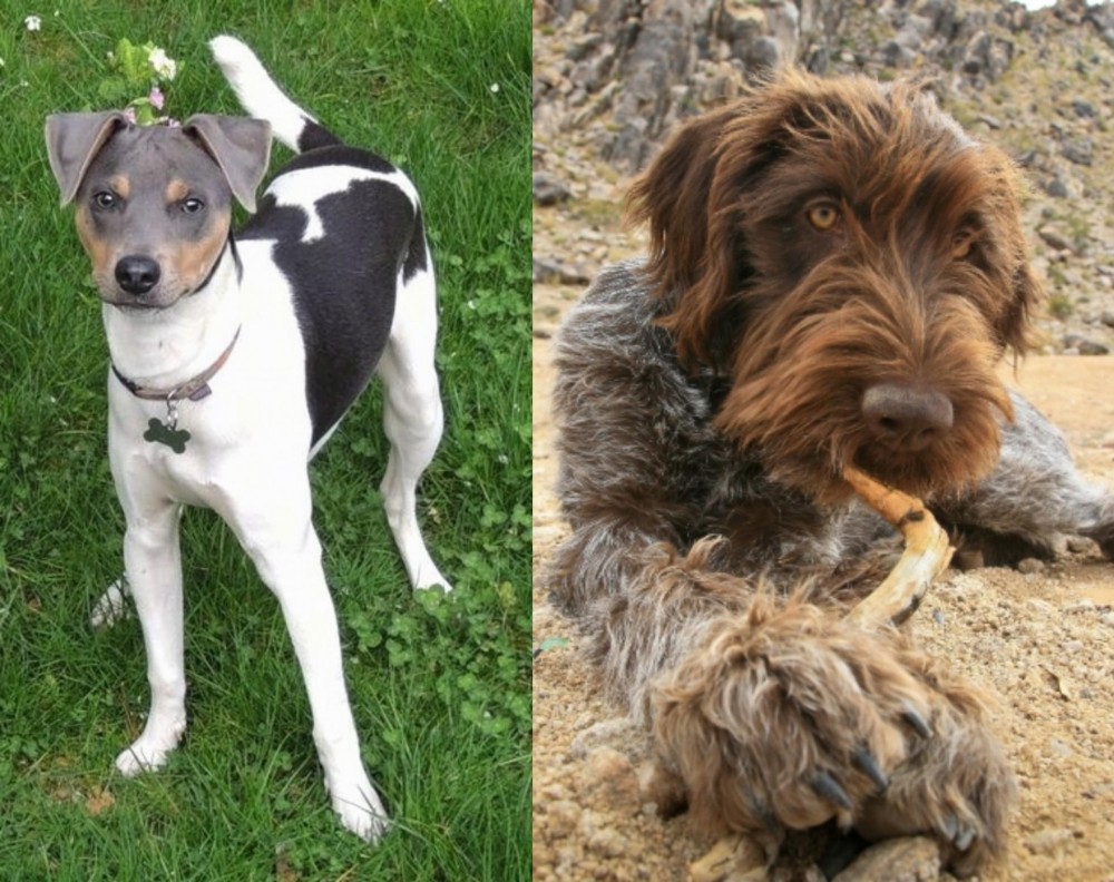 Wirehaired Pointing Griffon vs Brazilian Terrier - Breed Comparison