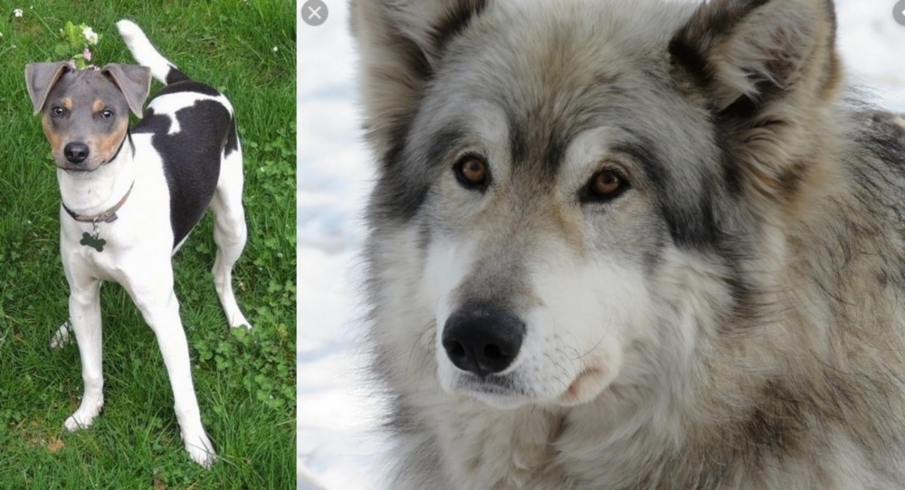 Wolfdog vs Brazilian Terrier - Breed Comparison
