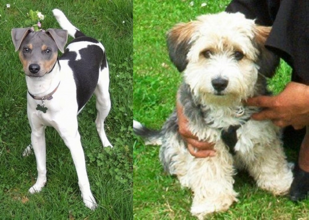 Yo-Chon vs Brazilian Terrier - Breed Comparison