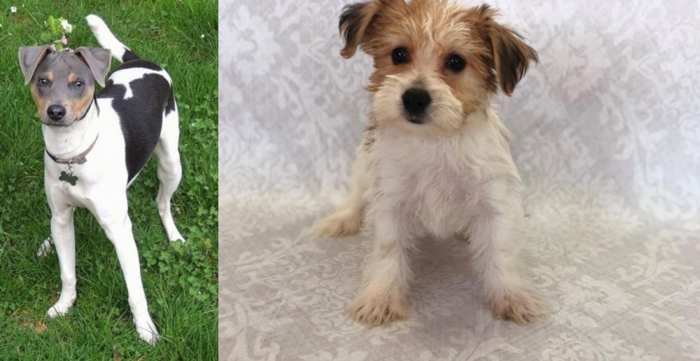Yochon vs Brazilian Terrier - Breed Comparison
