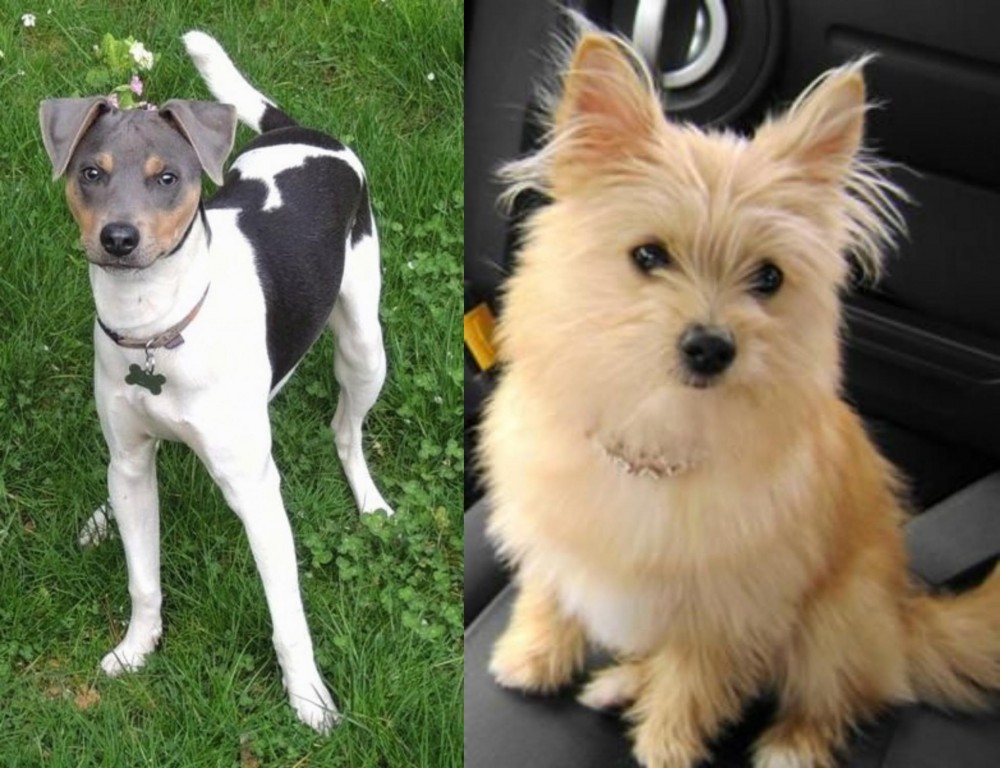 Yoranian vs Brazilian Terrier - Breed Comparison