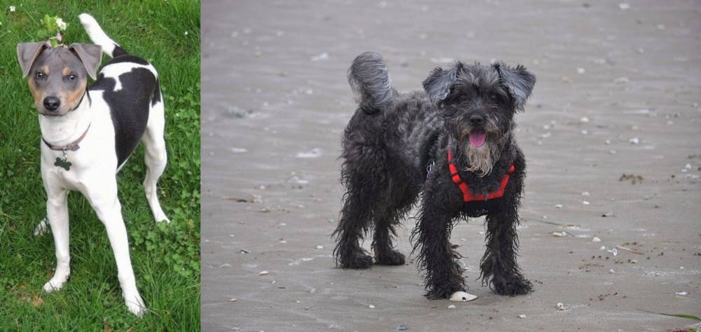 YorkiePoo vs Brazilian Terrier - Breed Comparison