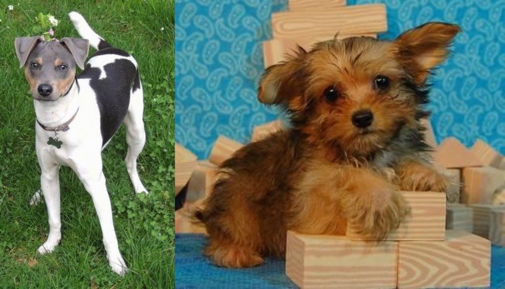 Yorkillon vs Brazilian Terrier - Breed Comparison