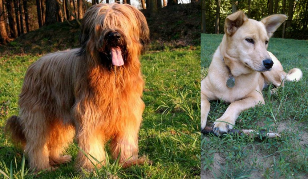 Carolina Dog vs Briard - Breed Comparison