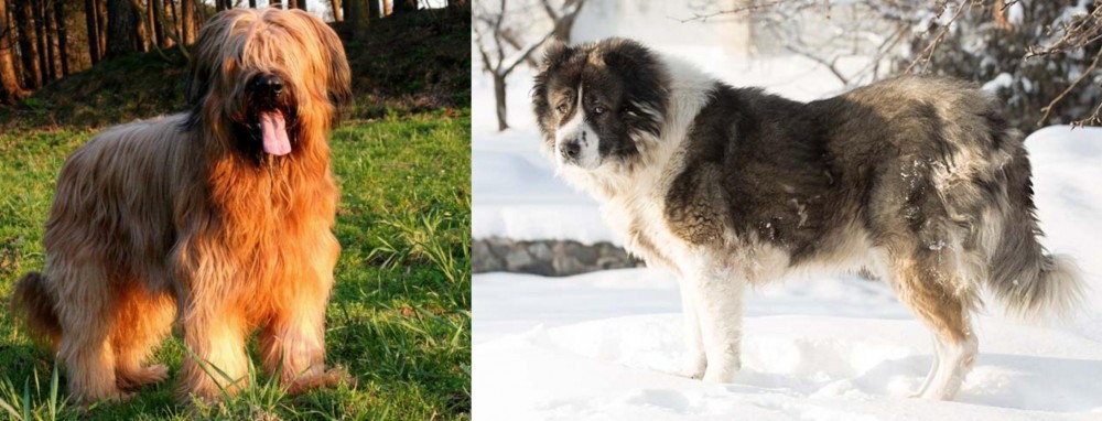 Caucasian Shepherd vs Briard - Breed Comparison