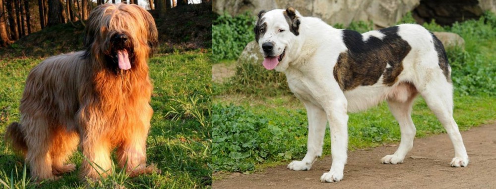 Central Asian Shepherd vs Briard - Breed Comparison