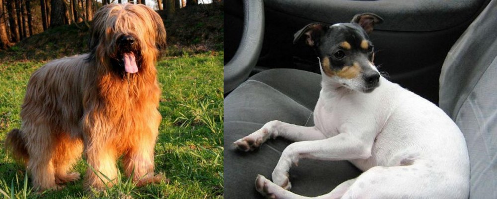 Chilean Fox Terrier vs Briard - Breed Comparison