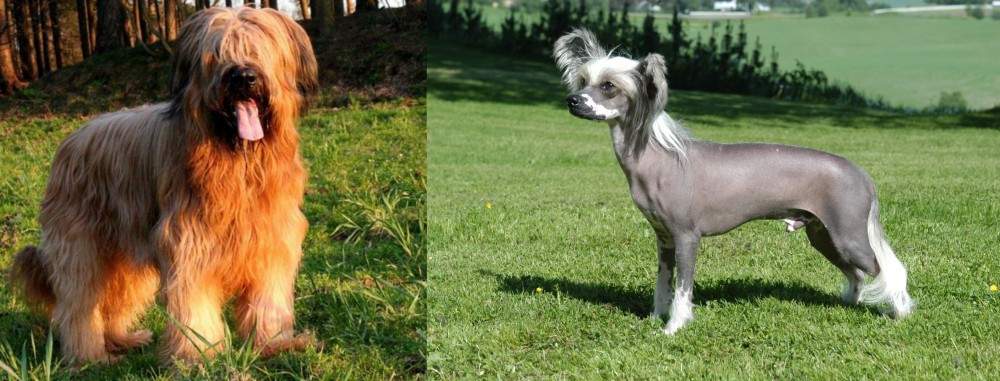 Chinese Crested Dog vs Briard - Breed Comparison