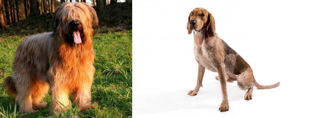 Coonhound vs Briard - Breed Comparison