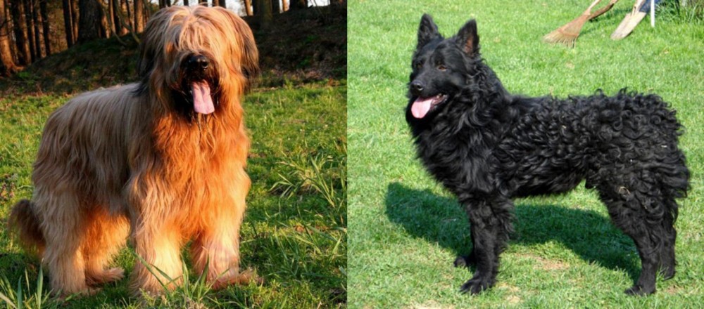 Croatian Sheepdog vs Briard - Breed Comparison