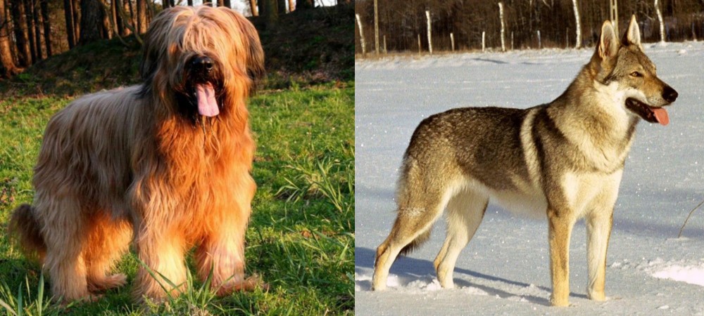 Czechoslovakian Wolfdog vs Briard - Breed Comparison