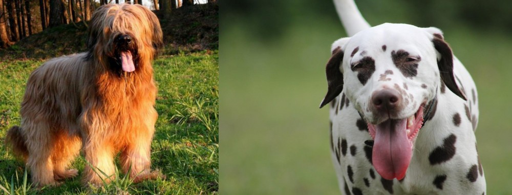 Dalmatian vs Briard - Breed Comparison