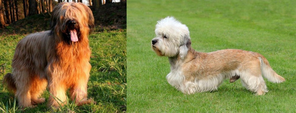 Dandie Dinmont Terrier vs Briard - Breed Comparison