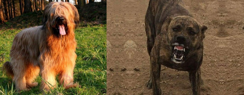 Dogo Sardesco vs Briard - Breed Comparison