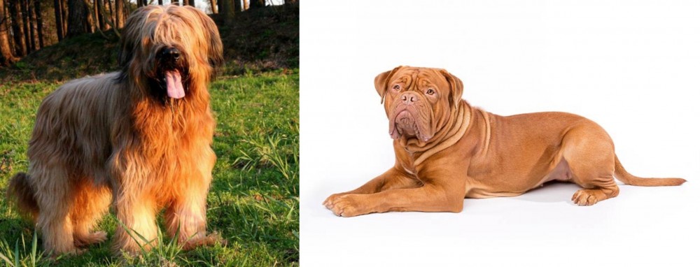 Dogue De Bordeaux vs Briard - Breed Comparison