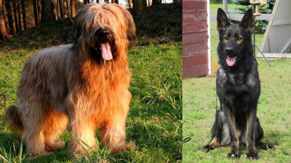 East German Shepherd vs Briard - Breed Comparison