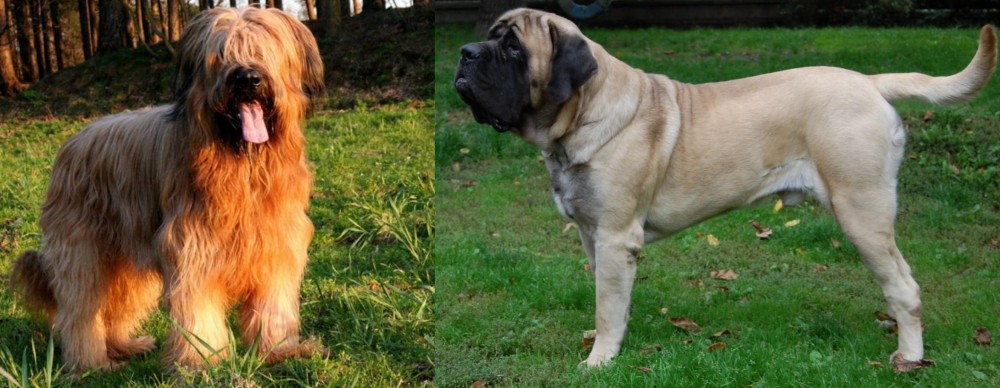 English Mastiff vs Briard - Breed Comparison