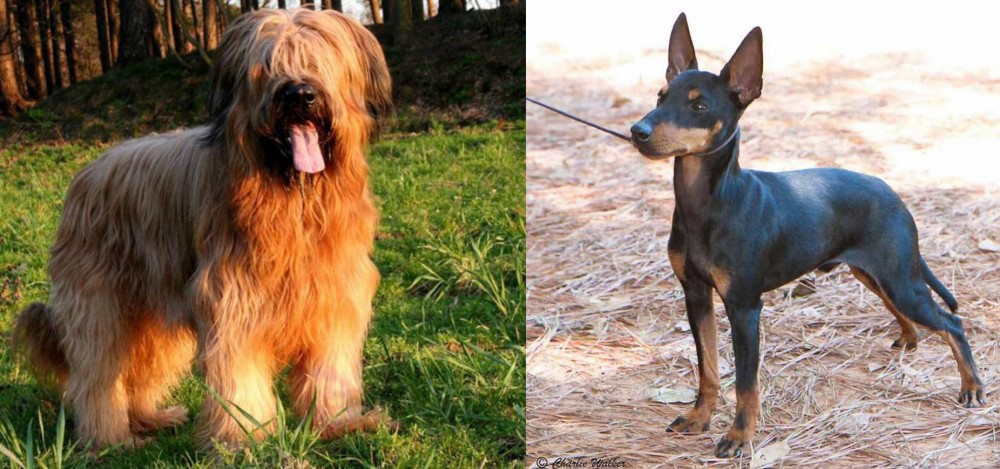 English Toy Terrier (Black & Tan) vs Briard - Breed Comparison