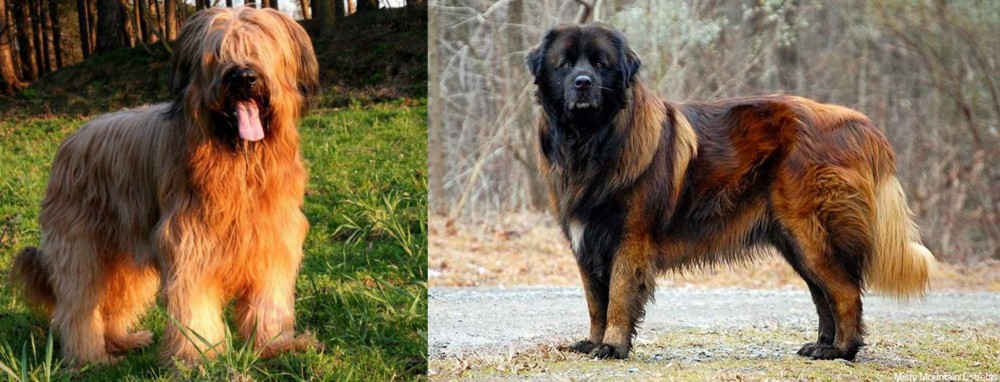 Estrela Mountain Dog vs Briard - Breed Comparison