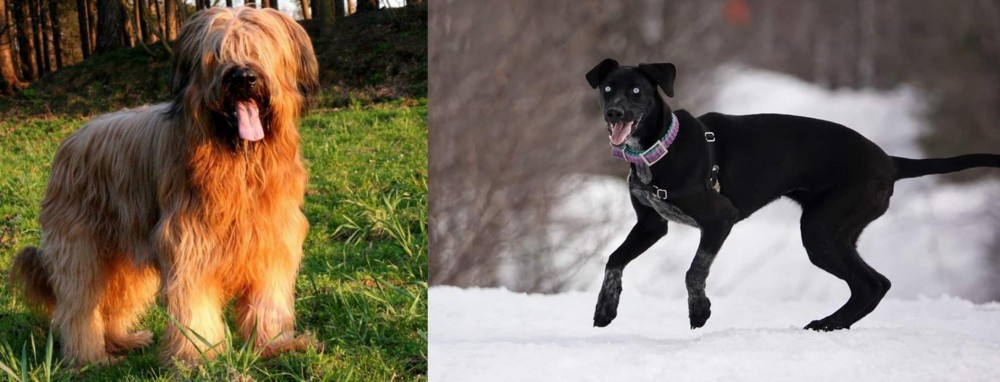 Eurohound vs Briard - Breed Comparison