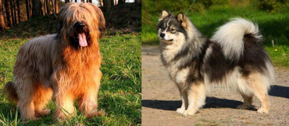 Finnish Lapphund vs Briard - Breed Comparison