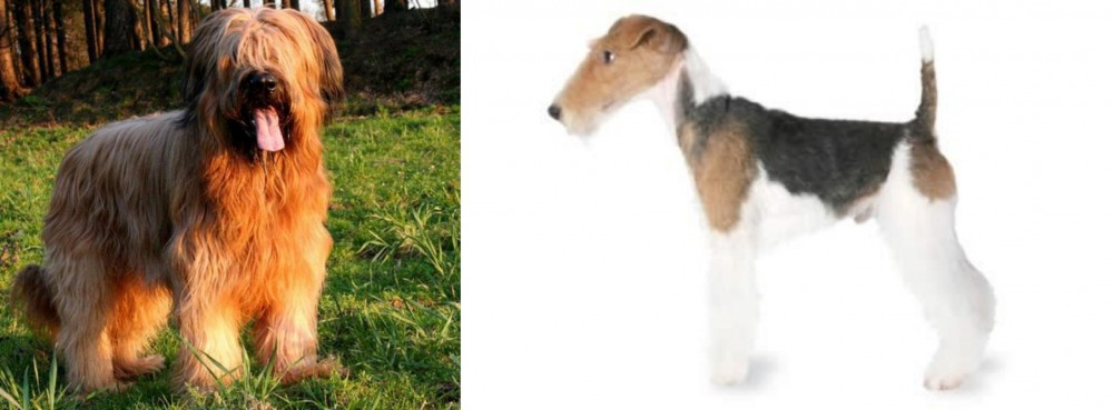 Fox Terrier vs Briard - Breed Comparison