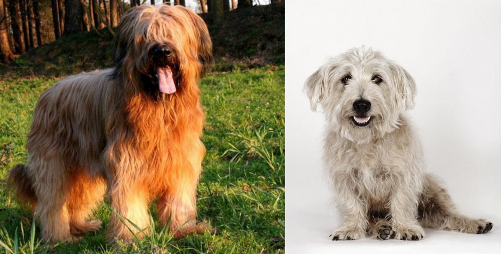 Glen of Imaal Terrier vs Briard - Breed Comparison