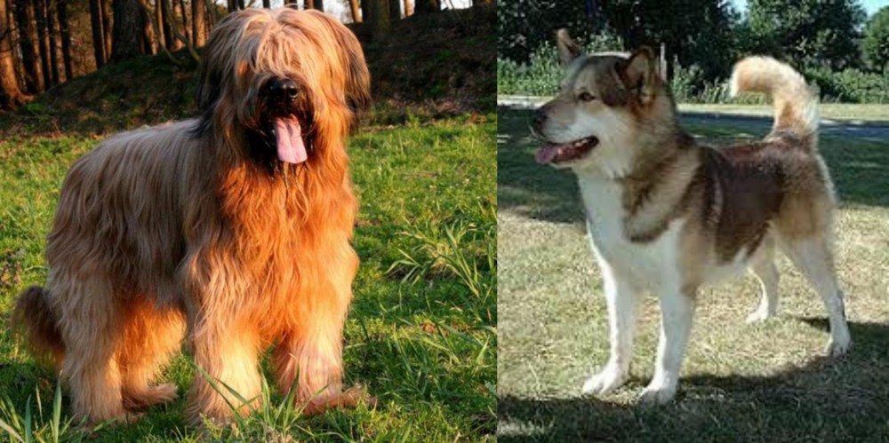 Greenland Dog vs Briard - Breed Comparison