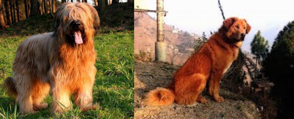 Himalayan Sheepdog vs Briard - Breed Comparison