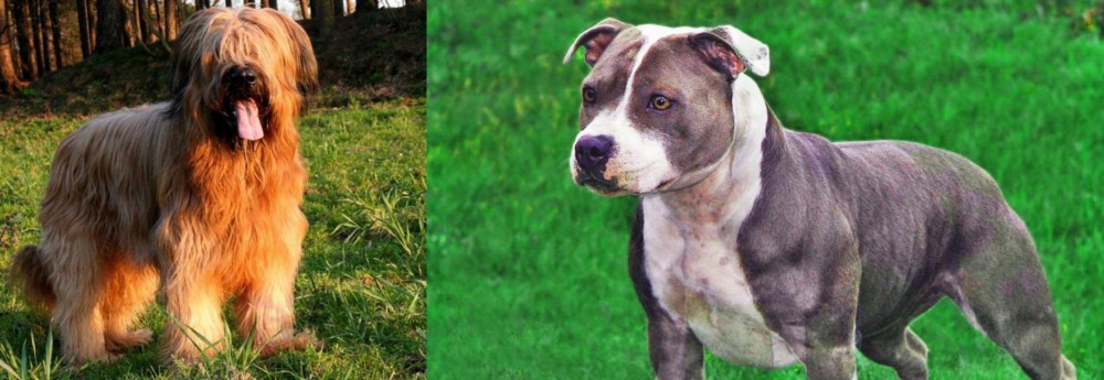 Irish Staffordshire Bull Terrier vs Briard - Breed Comparison