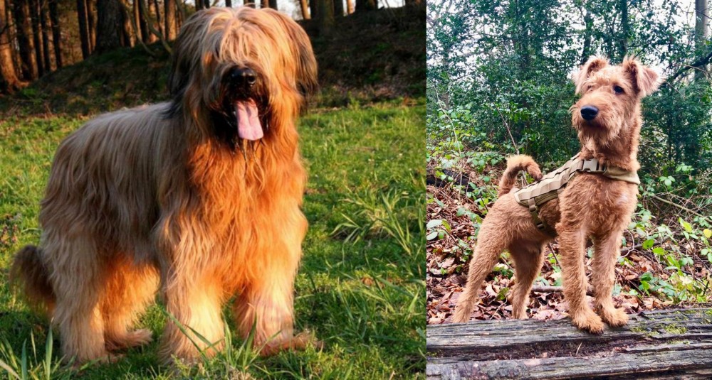 Irish Terrier vs Briard - Breed Comparison