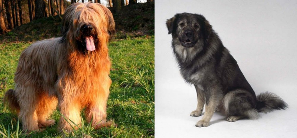 Istrian Sheepdog vs Briard - Breed Comparison