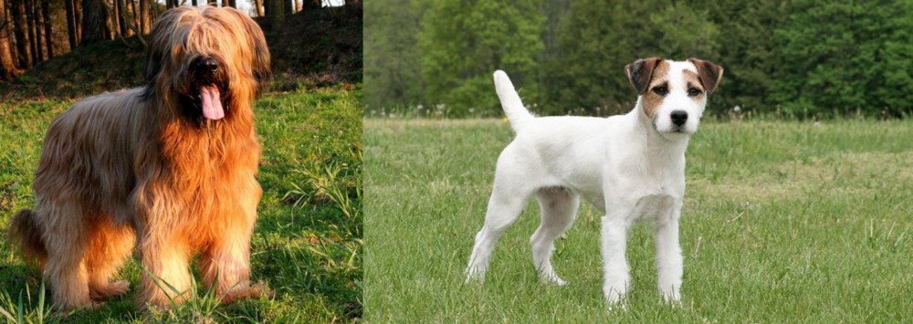 Jack Russell Terrier vs Briard - Breed Comparison