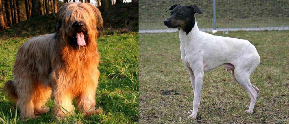 Japanese Terrier vs Briard - Breed Comparison