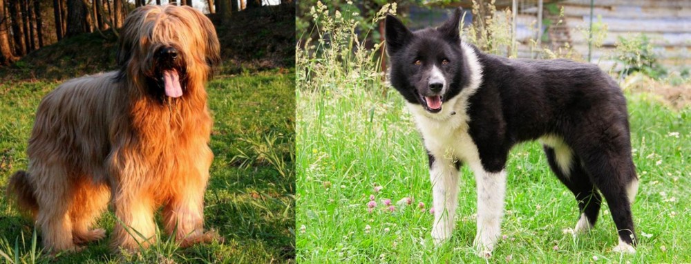 Karelian Bear Dog vs Briard - Breed Comparison