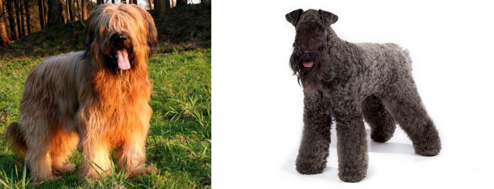 Kerry Blue Terrier vs Briard - Breed Comparison