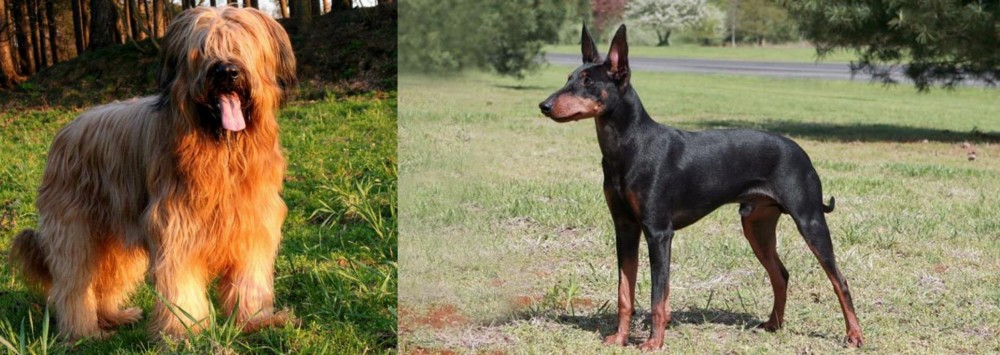 Manchester Terrier vs Briard - Breed Comparison