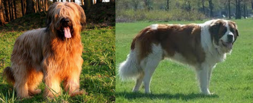 Moscow Watchdog vs Briard - Breed Comparison
